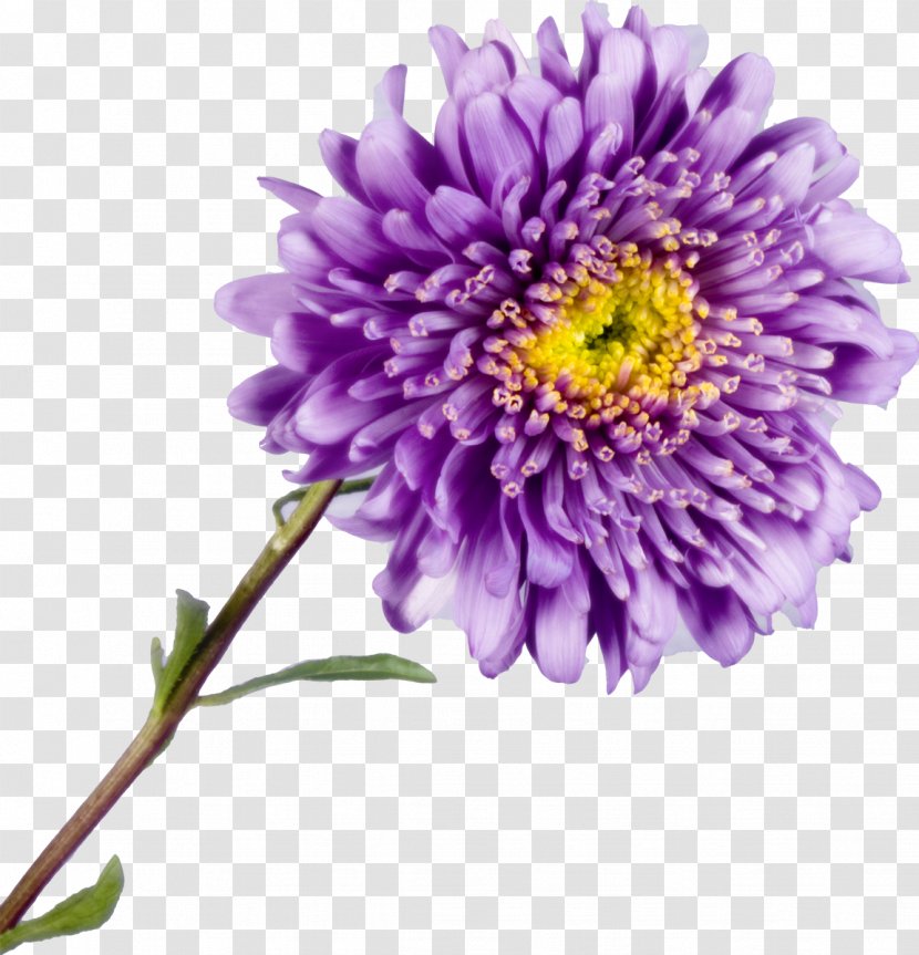 Aster Chrysanthemum Cut Flowers Yellow - Daisy Family Transparent PNG