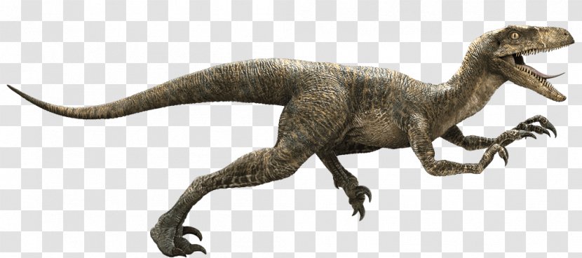 Velociraptor Tyrannosaurus Pachycephalosaurus Deinonychus Dinosaur - Indominus Rex Transparent PNG