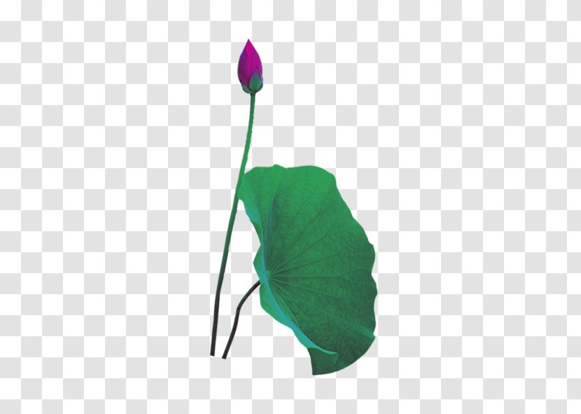 Petal Leaf Nelumbo Nucifera - Bud - Lotus Transparent PNG