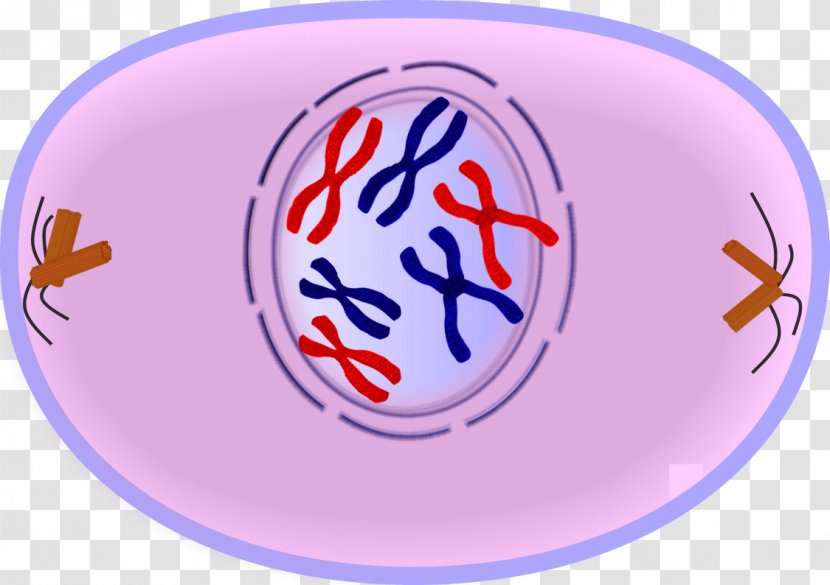 Mitosis Prophase Metaphase Cell Division Meiosis - Anaphase - Stage Transparent PNG