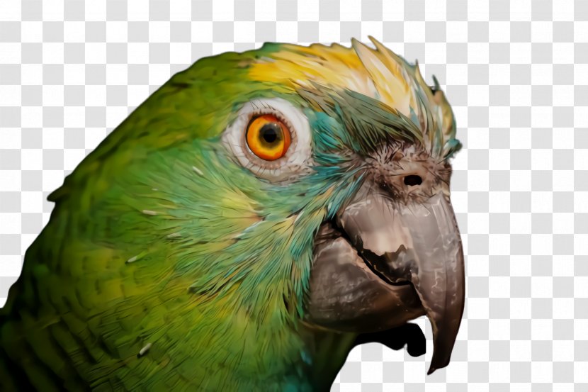 Colorful Background - Bird - Wildlife Budgie Transparent PNG