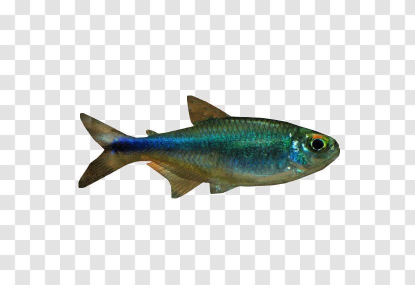Sardine Rummy-nose Tetra Bucktooth Fish - Oily Transparent PNG