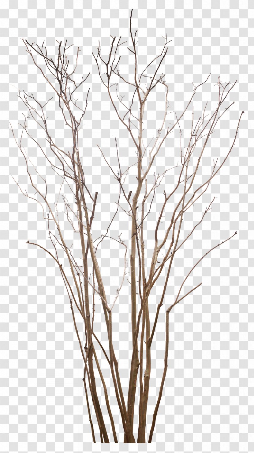 Tree Art Clip - Woody Plant - Branch And Leaves Transparent PNG