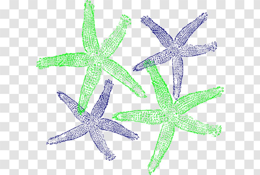 Starfish Clip Art - Sea - Colored Transparent PNG