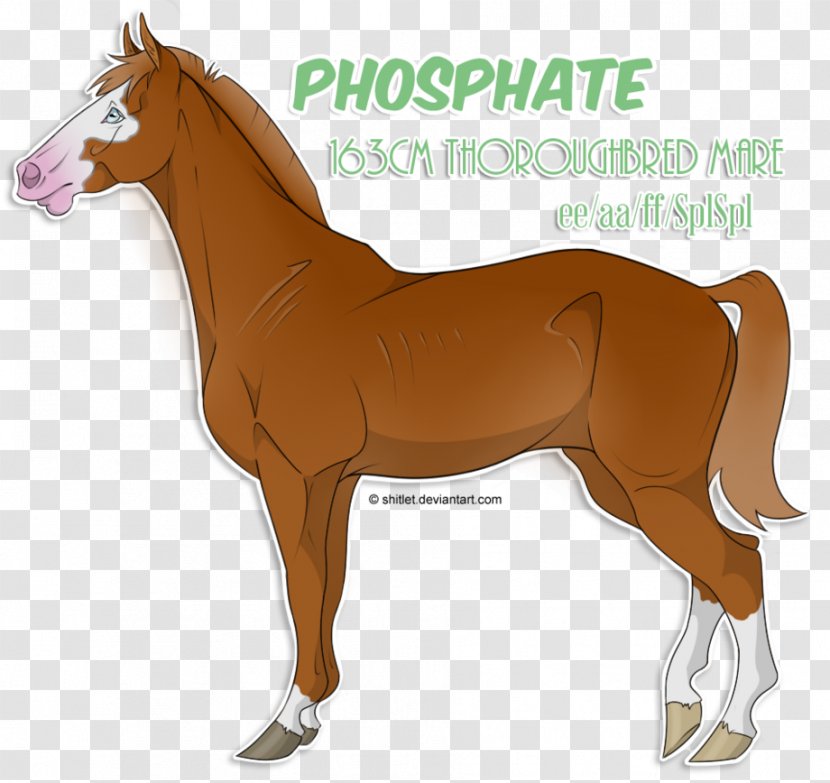 Mane Mustang Foal Stallion Colt - Pack Animal Transparent PNG