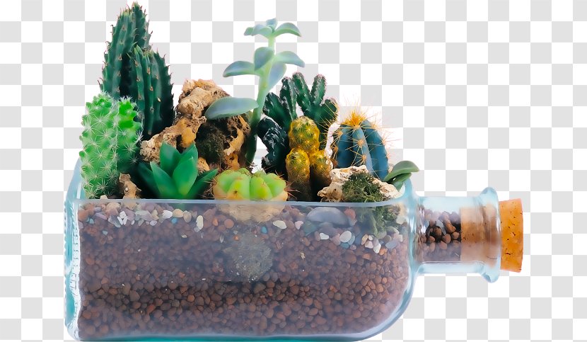 Cactaceae Strawberry Hedgehog Cactus Clip Art - San Pedro - Element Galaxy Transparent PNG