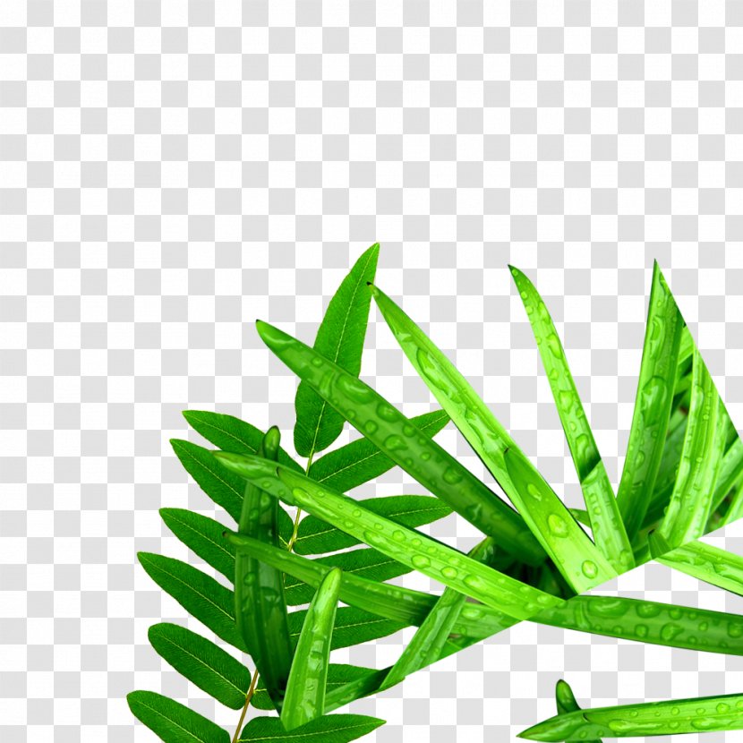 Leaves Of Grass Computer File - Meadow Transparent PNG
