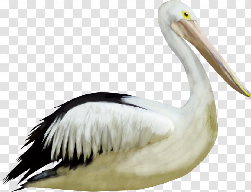 Bird Crane Duck - Animal Transparent PNG