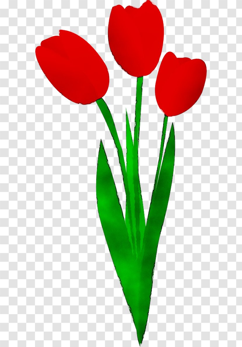 Tulip Clip Art Plant Stem Cut Flowers Petal - Botany Transparent PNG