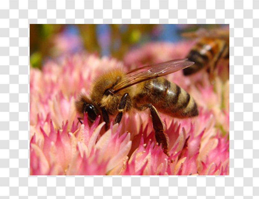 Honey Bee Hornet Nectar Pollen - Arthropod Transparent PNG