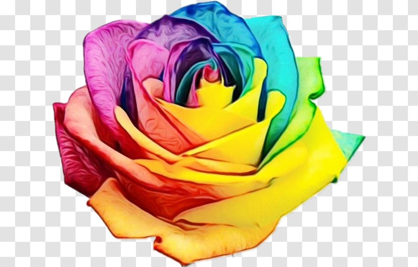 Rainbow Rose Orlando Nightclub Shooting Flower PULSE - Pink - Flowering Plant Transparent PNG