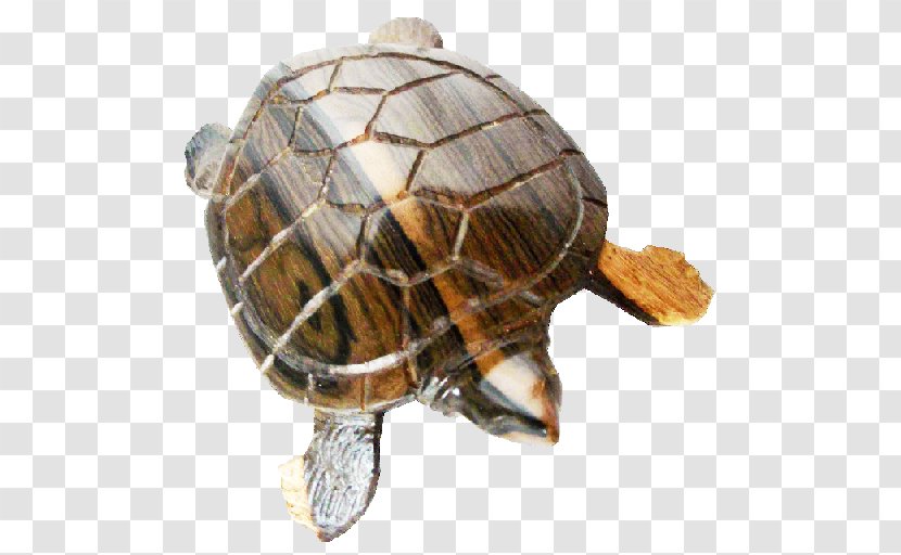 Box Turtles Tortoise Sea Turtle - Emydidae - Black Bean Transparent PNG
