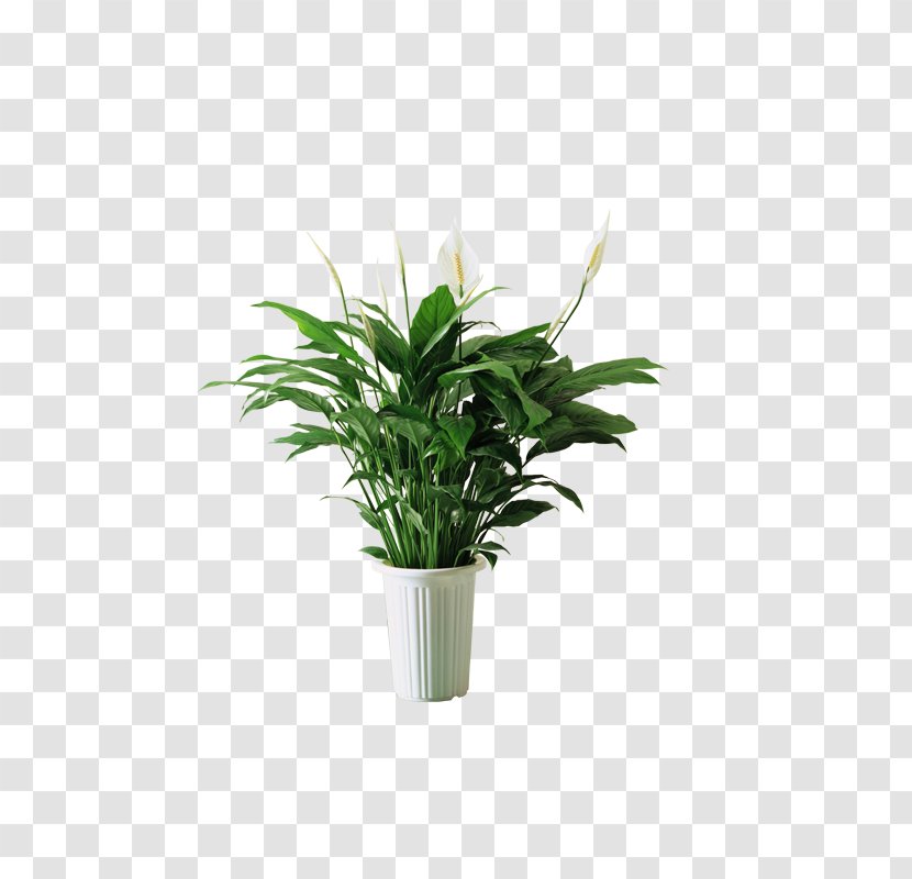 Spathiphyllum Kochii Plant Bedroom Feng Shui - Soil - Green Leaves Transparent PNG