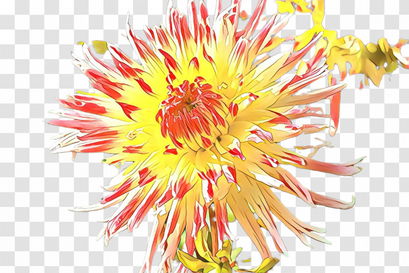 Flower Plant Petal Herbaceous Plant Protea Family Transparent PNG