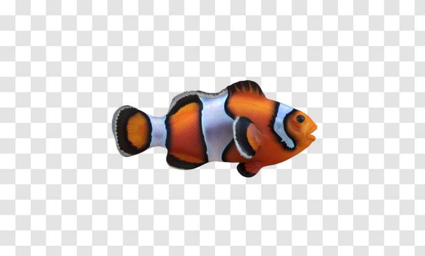 Fish Pomacentridae Anemone Fish Clownfish Fish Transparent PNG