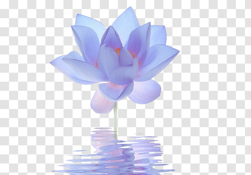 Nelumbo Nucifera Egyptian Lotus Flower Blue Lilium Transparent PNG