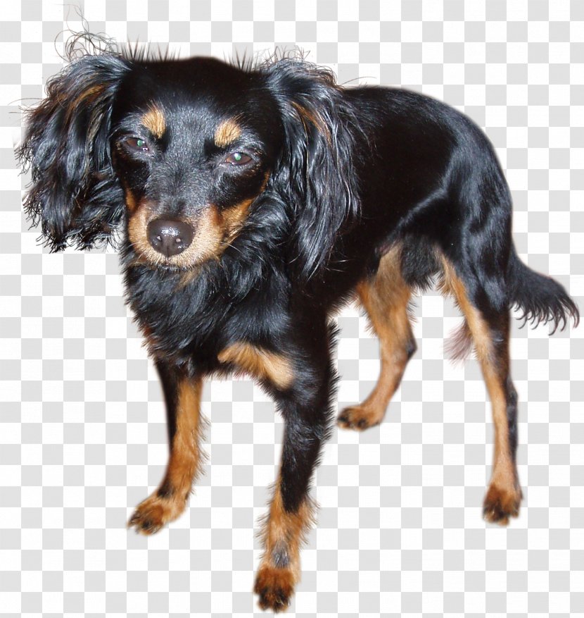 Russkiy Toy Austrian Black And Tan Hound Rare Breed (dog) Coonhound Animal - Fur - Dog Transparent PNG