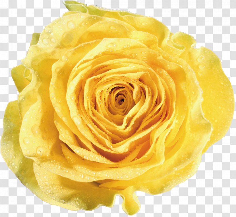 Garden Roses Yellow Flower - Rose Order - White Transparent PNG