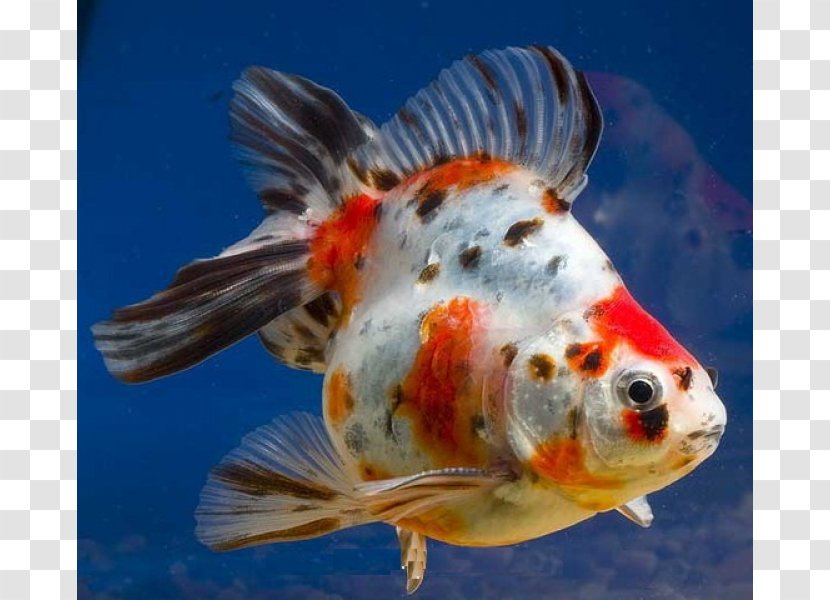 Ranchu Oranda Lionhead Bubble Eye Shubunkin - Pet - Fish Transparent PNG