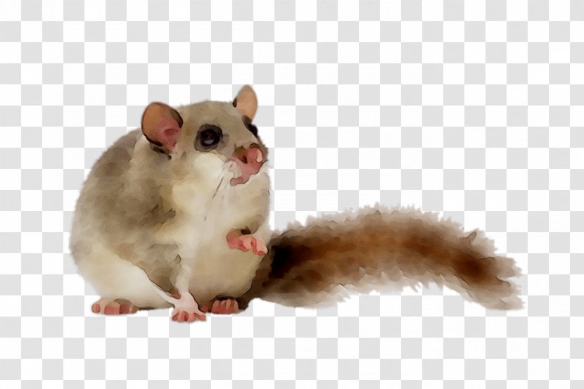 Gerbil Dormouse Computer Mouse Fur Whiskers - Hamster - Squirrel Transparent PNG