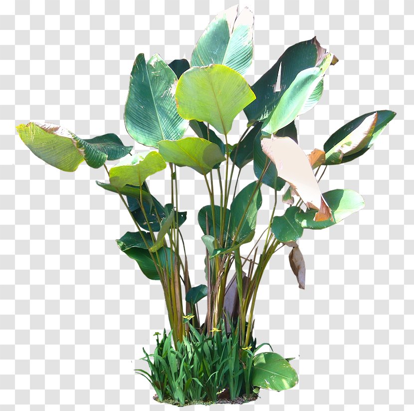 Aquatic Plants Tree Rendering - Plant - Tropical Transparent PNG