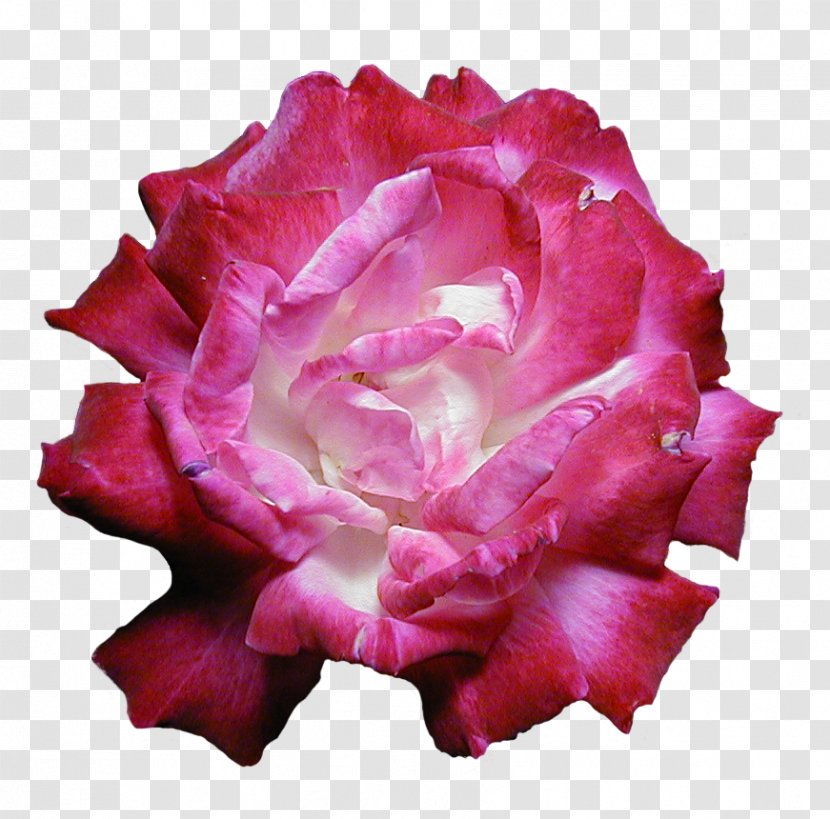 Garden Roses Pink Peony Flower Floral Design Transparent PNG