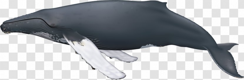 Humpback Whale Sei Cetaceans Blue Minke - Black Transparent PNG