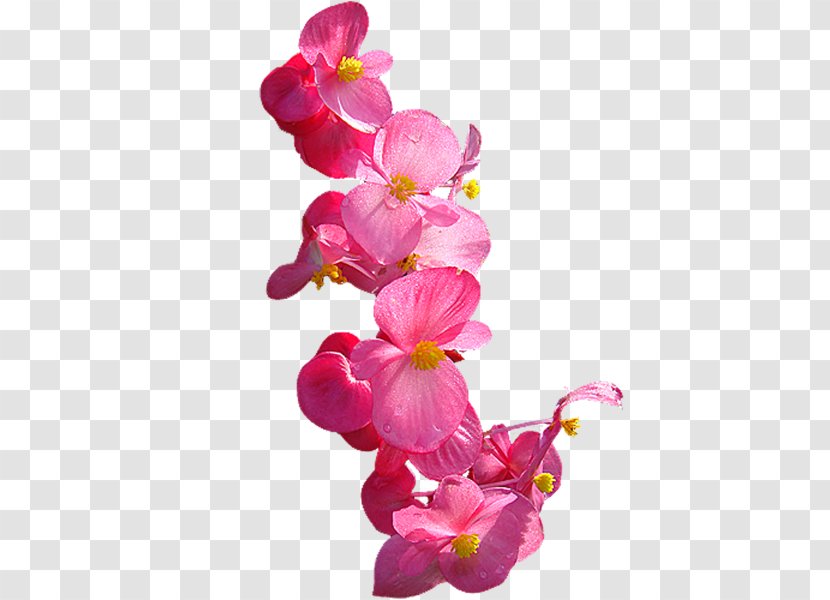 Moth Orchids Cut Flowers - China - Flower Transparent PNG