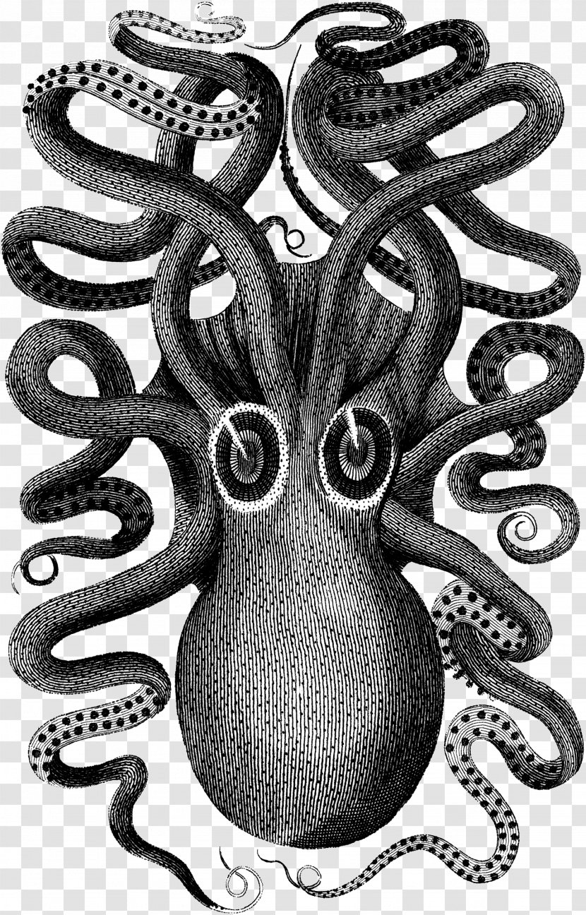 Octopus Visual Arts Squid - Organism - Painting Transparent PNG