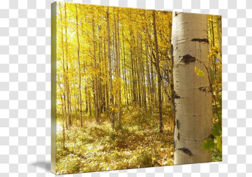 Birch Woodland Temperate Broadleaf And Mixed Forest Painting - Broadleaved Tree Transparent PNG