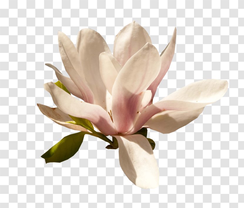 Magnolia Petal Flower Blog Transparent PNG