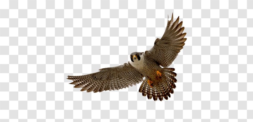 Peregrine Falcon Clip Art - Bird Transparent PNG
