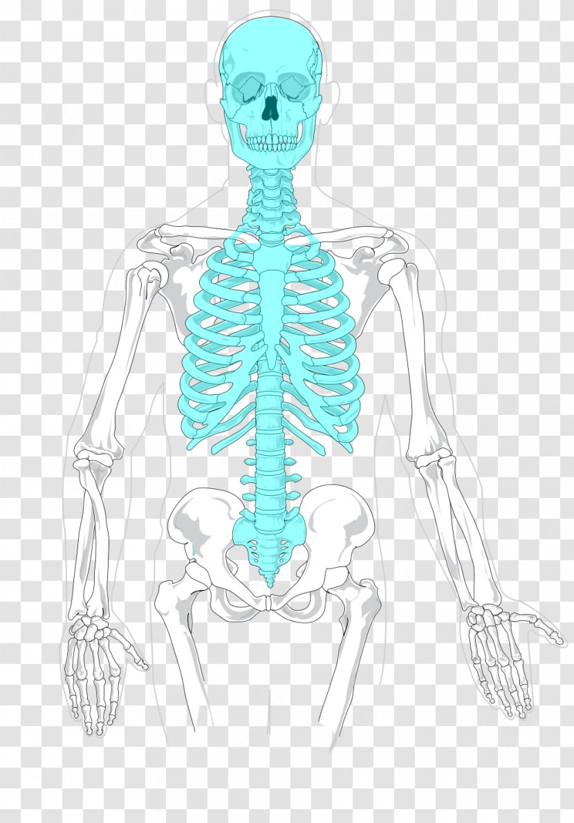 Axial Skeleton Human Appendicular Bone - Flower - Anatomy Transparent PNG