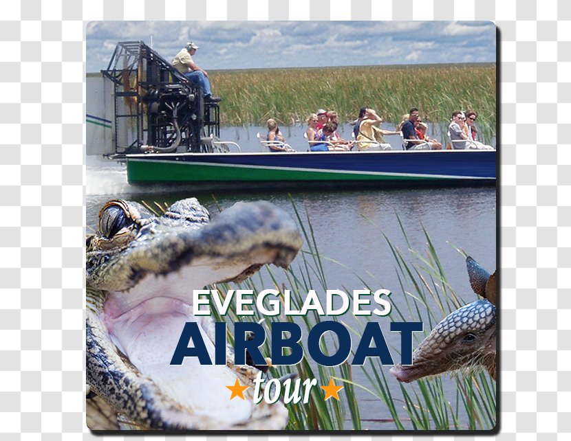 Everglades Holiday Park Airboat Alligators Alligator Wrestling - Television Show Transparent PNG