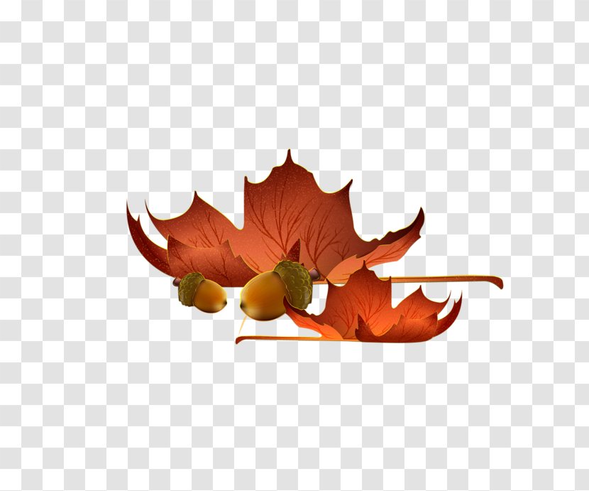 Clip Art Maple Leaf Autumn - Organism Transparent PNG