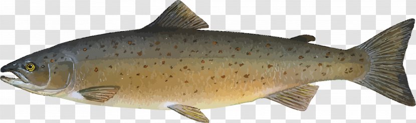 Atlantic Salmon Sockeye Chum Brown Trout Smoked - Fish - SALMON Transparent PNG