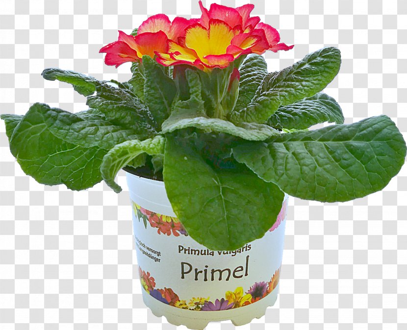 Primrose Flowerpot - Plant - Argyranthemum Frutescens Transparent PNG