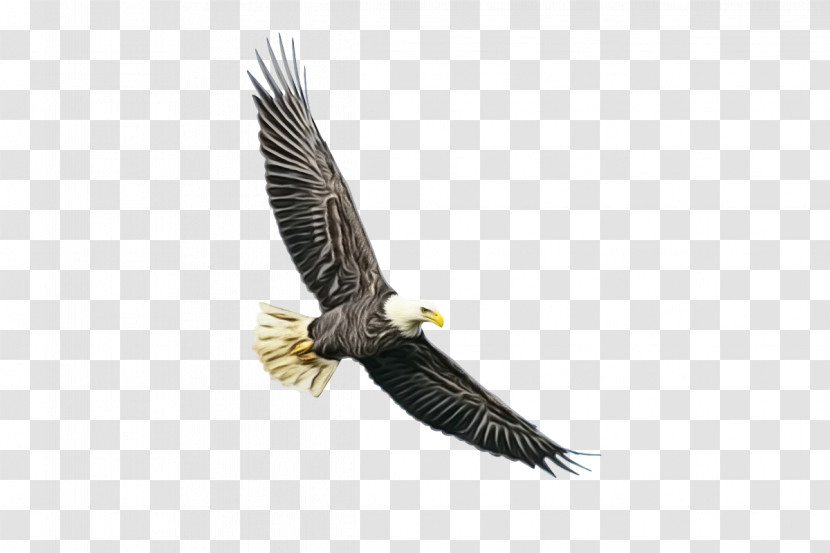 Bald Eagle Accipitridae Eagle Golden Eagle Birds Transparent PNG