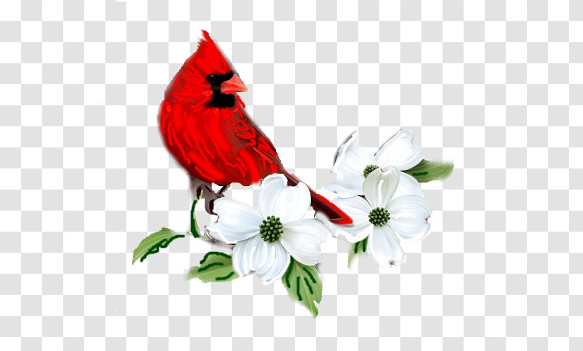 Flowering Dogwood Vector Graphics Red Osier Illustration - Plant - Flower Transparent PNG