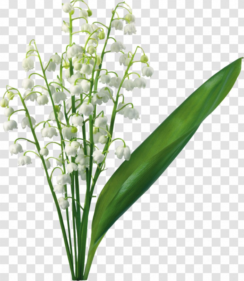 Lily Of The Valley Flower Lilium Clip Art - Cut Flowers - Cliparts Transparent PNG