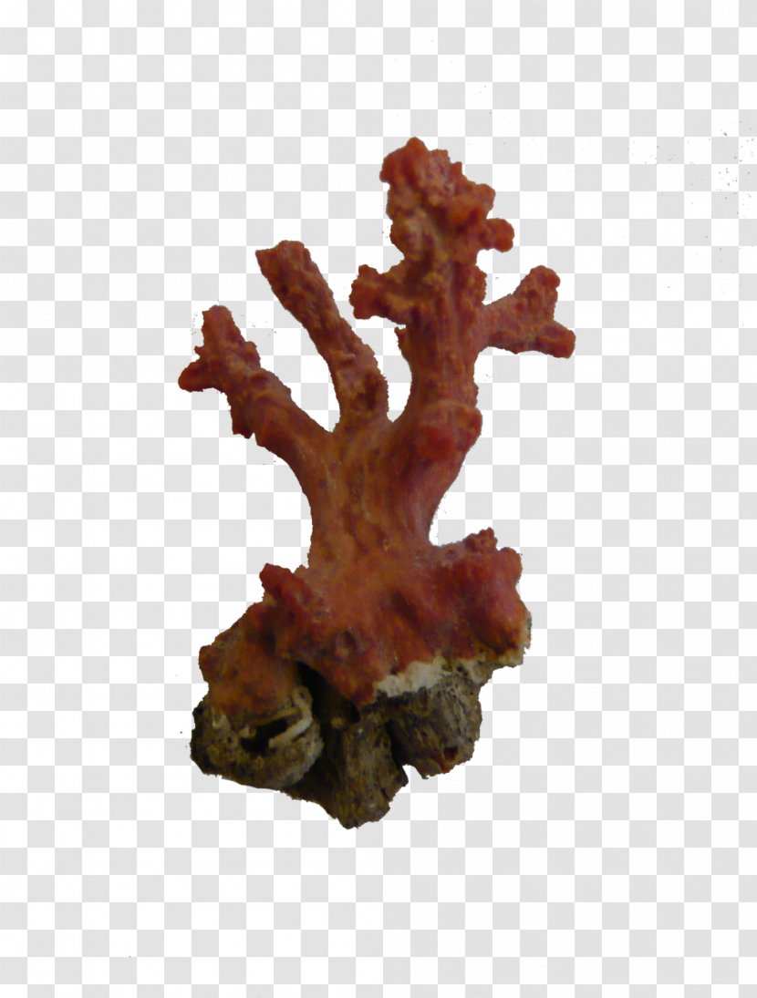 Red Coral Alcyonacea Jellyfish - Wood - Bit Transparent PNG