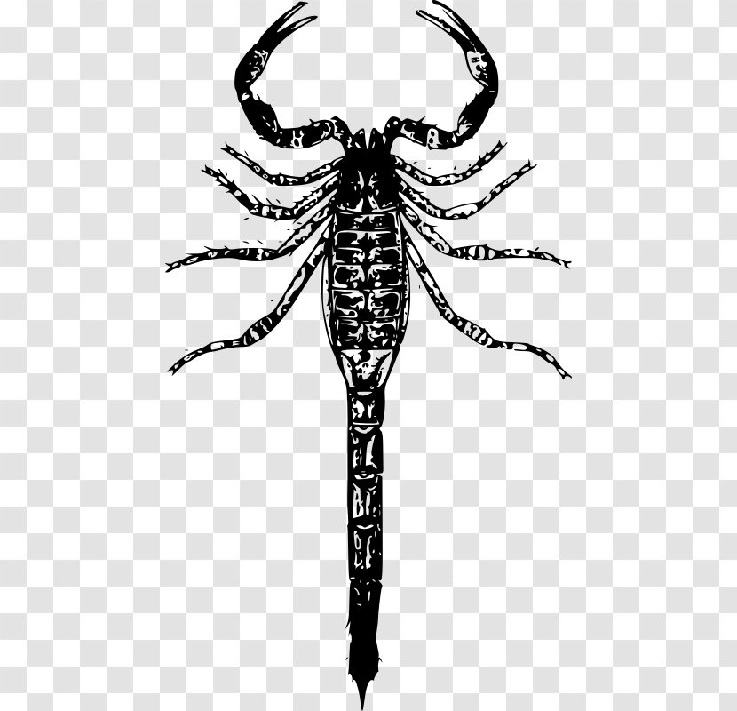 Scorpion Clip Art - Autocad Dxf - Sting Transparent PNG
