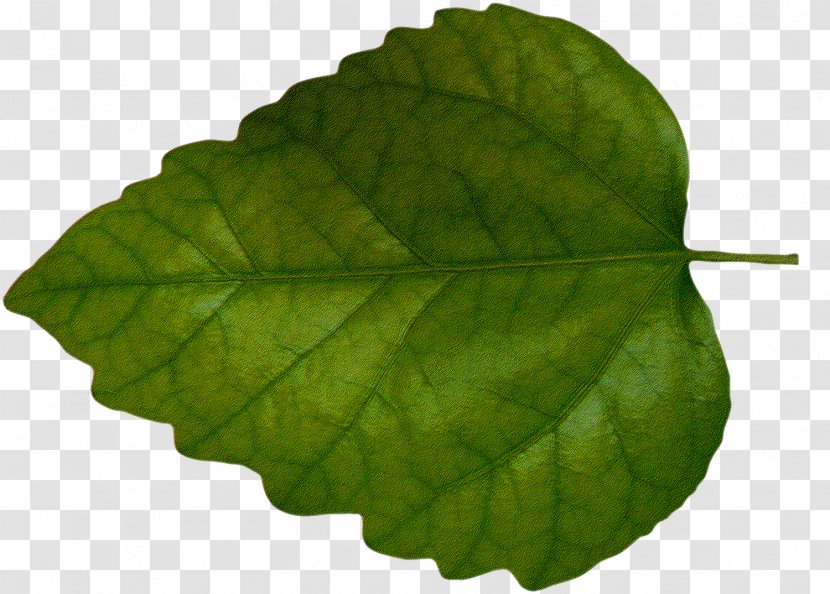 Leaf Green Clip Art - Photography - Leaves Transparent PNG