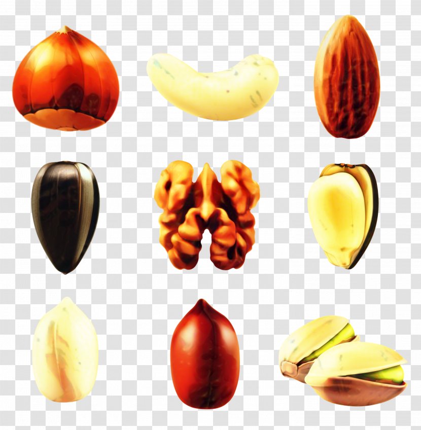 Fruit Cartoon - Nut - Plant Transparent PNG