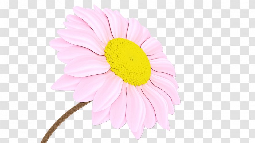 Transvaal Daisy Cut Flowers Petal Pink M - Wildflower - Gerbera Transparent PNG