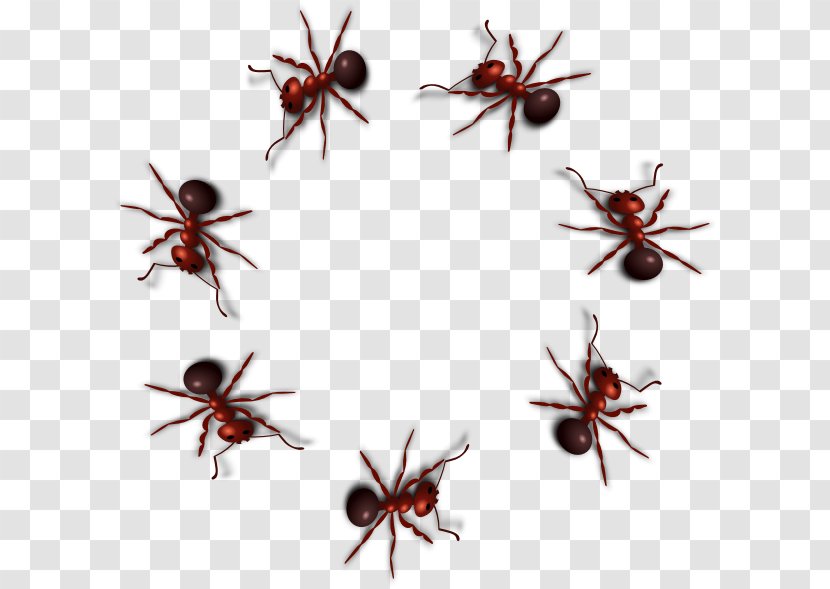 Black Carpenter Ant Insect Clip Art - Formicarium - Ants Transparent PNG