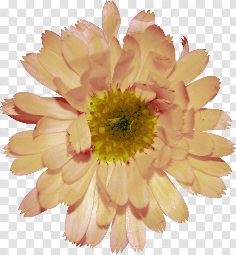 Transvaal Daisy Chrysanthemum Plant Clip Art - Decorative Pattern Transparent PNG