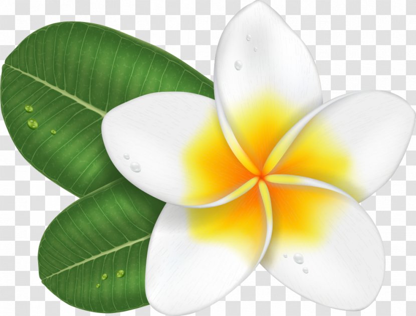 Vector Plumeria - Frangipani - Plant Transparent PNG