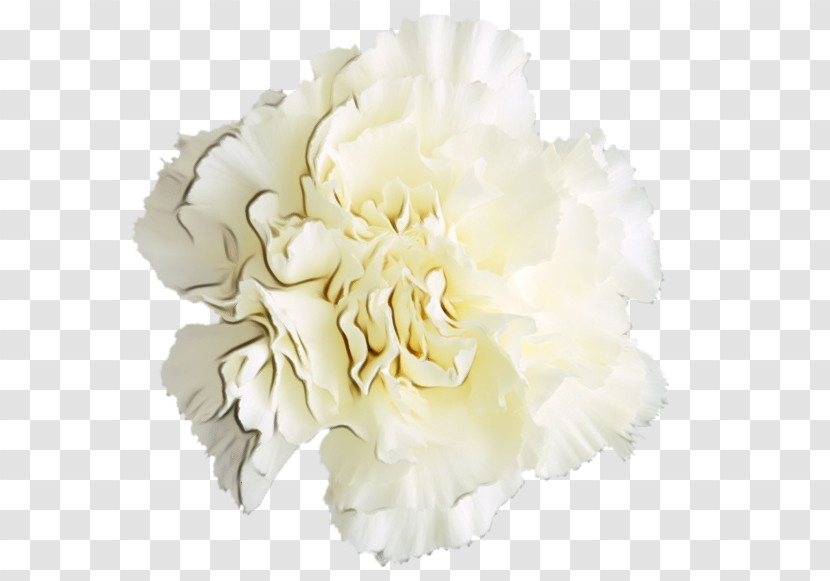 White Flower Cut Flowers Petal Plant Transparent PNG