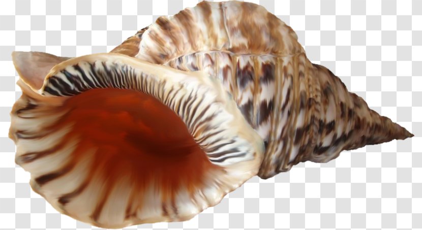 Cockle Seashell Conchology Solar System Transparent PNG
